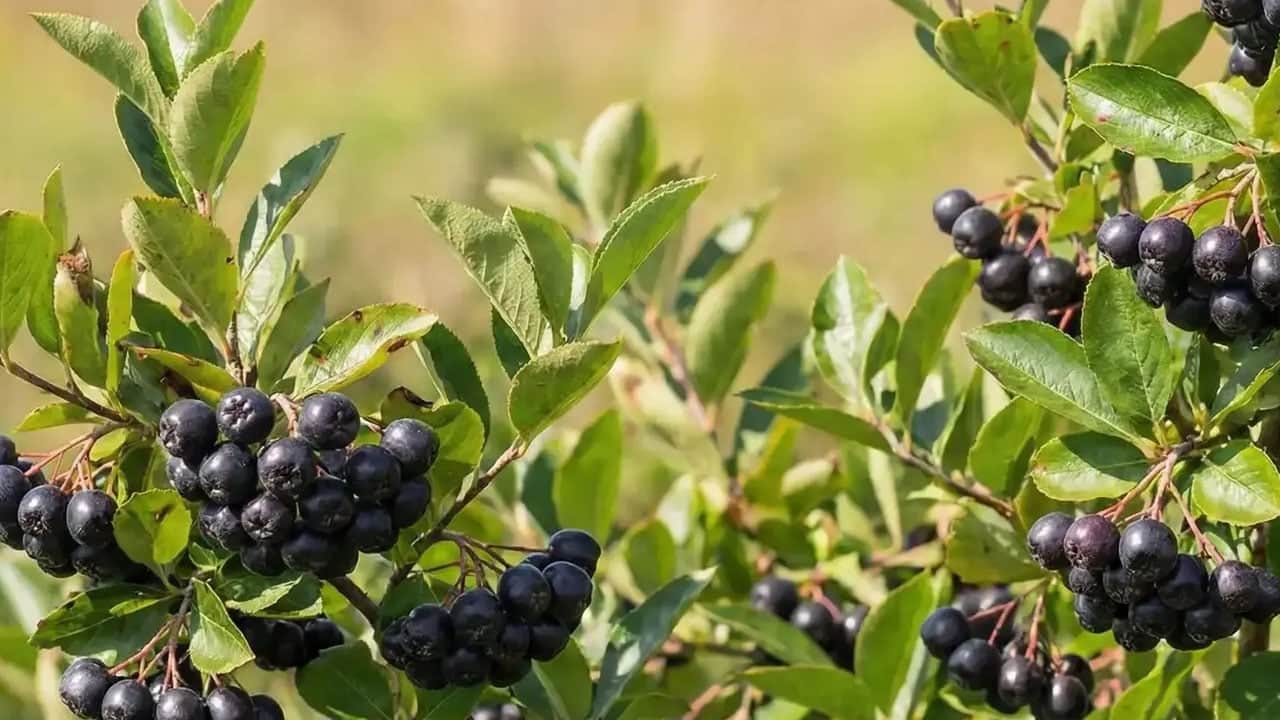 Foto - Üreticinin tavsiyesi: 'Mor altın' tek tek elle toplanıyor, talep yağıyor! Suyunu içen şifa buldu... Fiyatı kaç lira? 