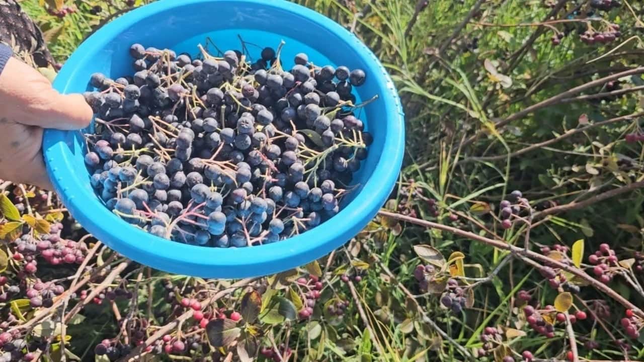 Foto - Üreticinin tavsiyesi: 'Mor altın' tek tek elle toplanıyor, talep yağıyor! Suyunu içen şifa buldu... Fiyatı kaç lira? 