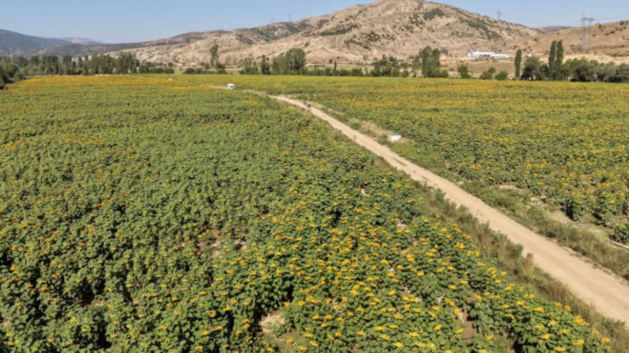 Foto - Üreticinin yüzü gülüyor: 200 dönümden 60 ton rekolte bekleniyor!