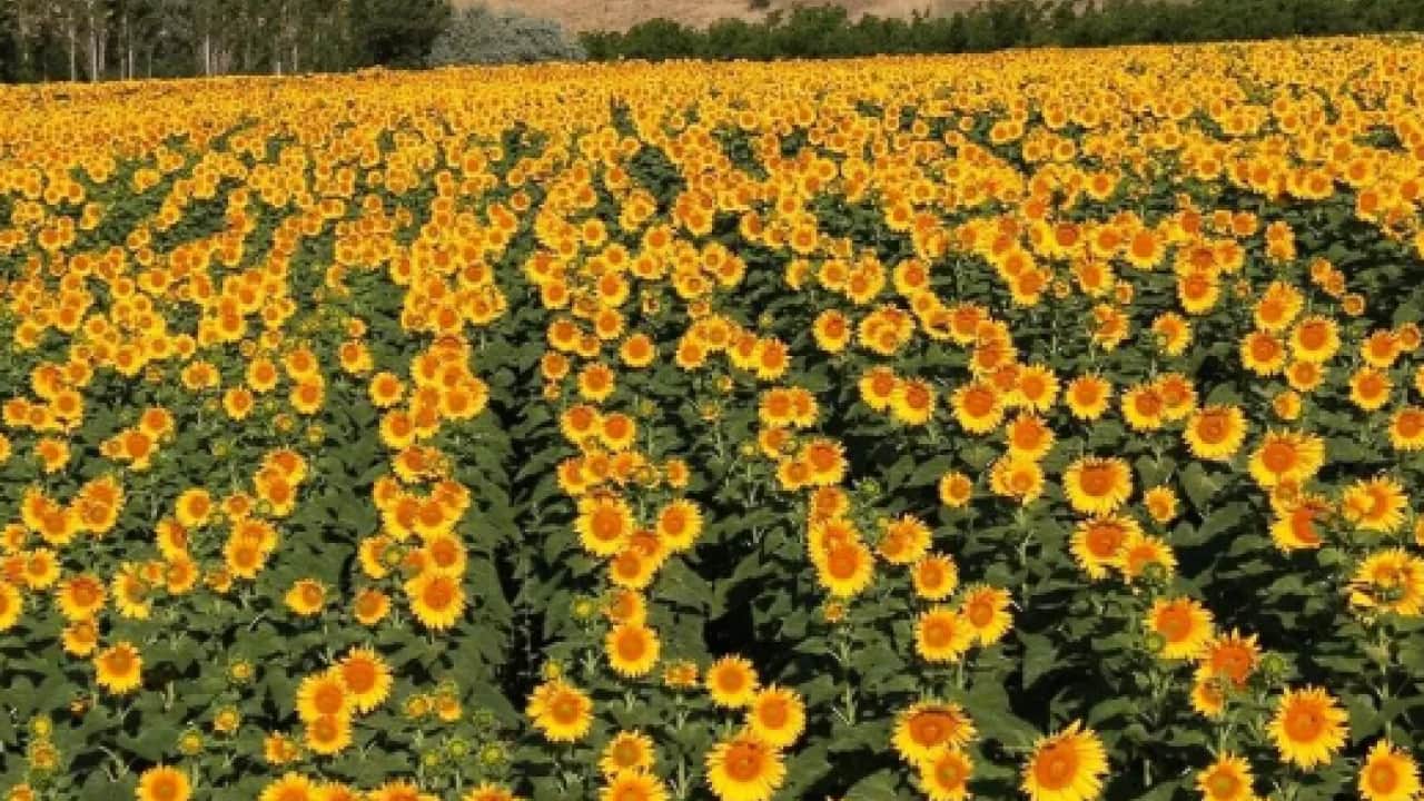 Foto - Üreticinin yüzü gülüyor: 200 dönümden 60 ton rekolte bekleniyor!