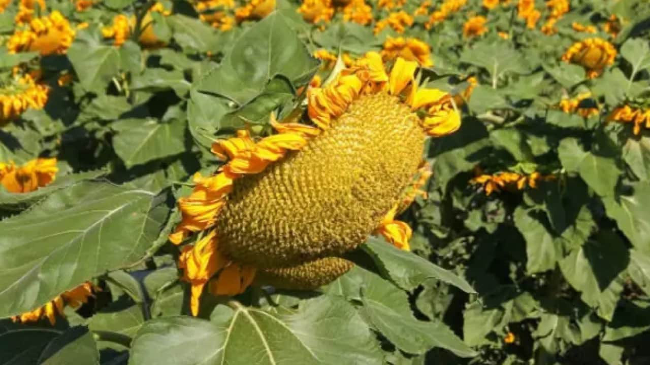 Üreticinin yüzü gülüyor: 200 dönümden 60 ton rekolte bekleniyor!