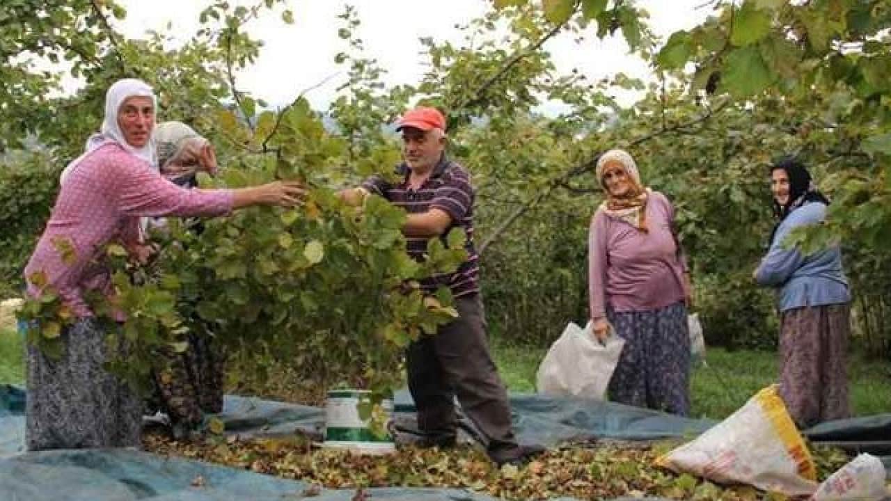 Foto - Uzmandan fındık toplayanlara uyarı! Bakın hangi rahatsızlığa davetiye çıkarıyor