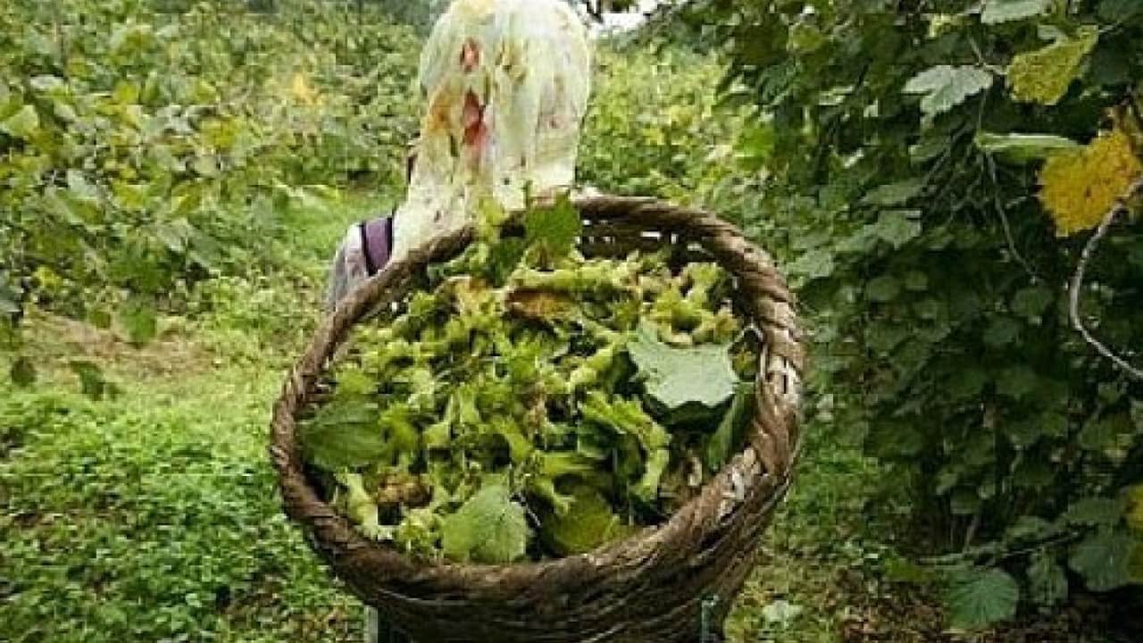 Foto - Uzmandan fındık toplayanlara uyarı! Bakın hangi rahatsızlığa davetiye çıkarıyor