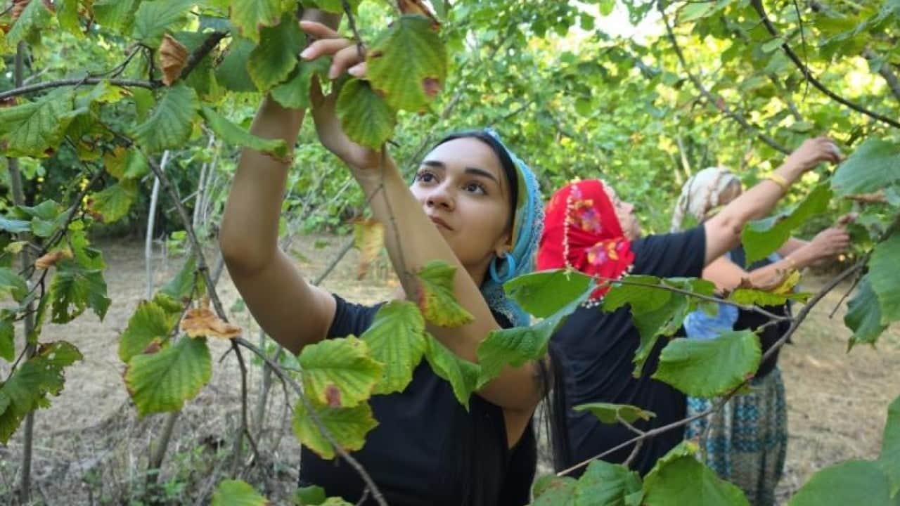 Foto - Uzmandan fındık toplayanlara uyarı! Bakın hangi rahatsızlığa davetiye çıkarıyor