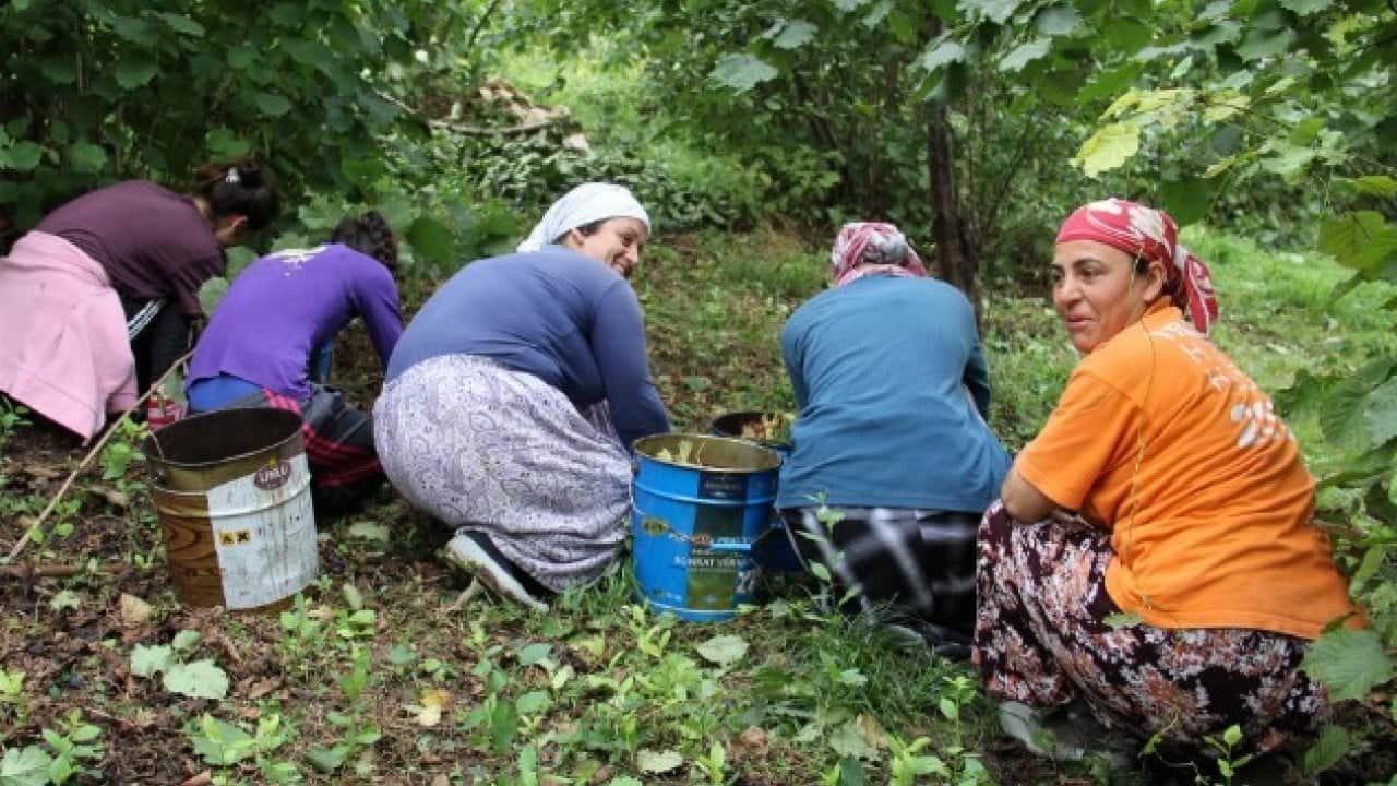 Foto - Uzmandan fındık toplayanlara uyarı! Bakın hangi rahatsızlığa davetiye çıkarıyor
