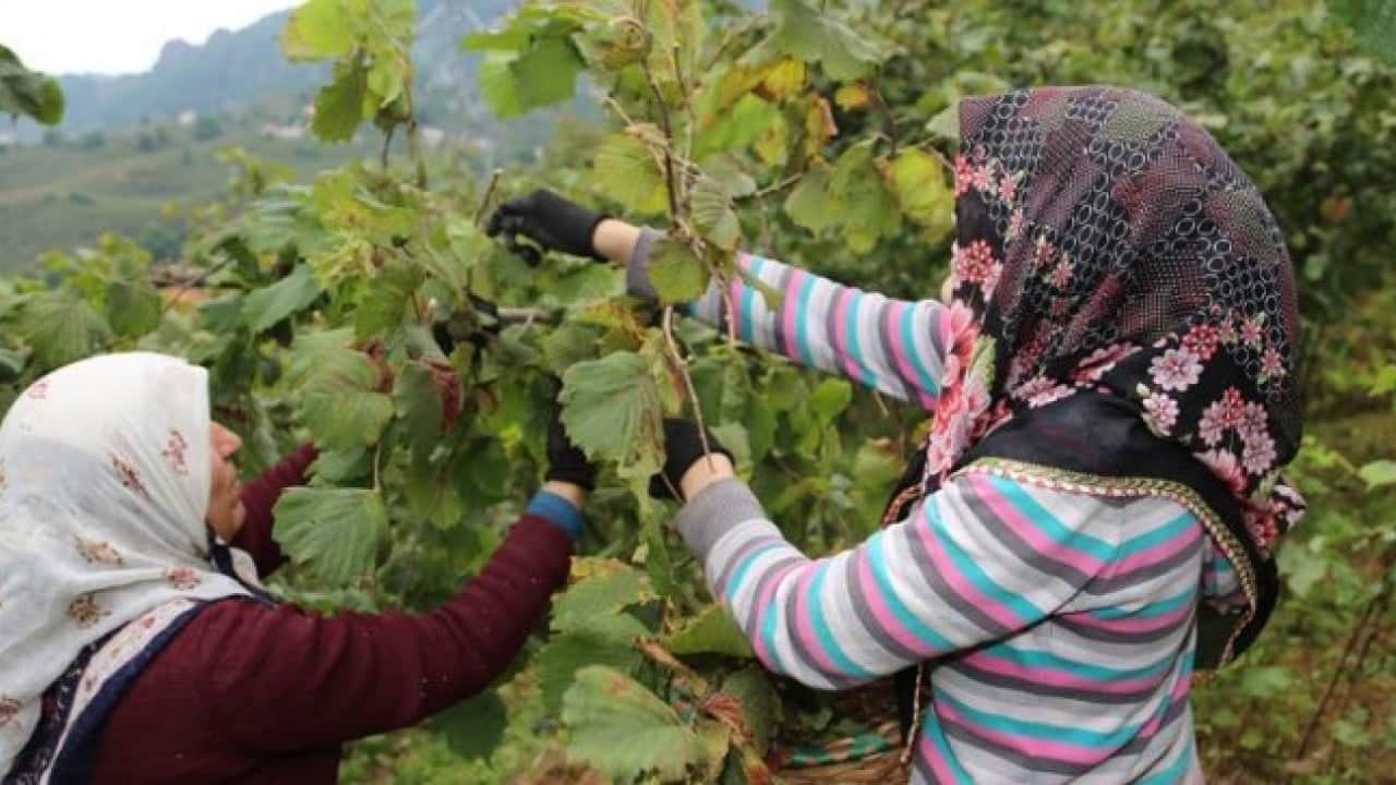 Foto - Uzmandan fındık toplayanlara uyarı! Bakın hangi rahatsızlığa davetiye çıkarıyor