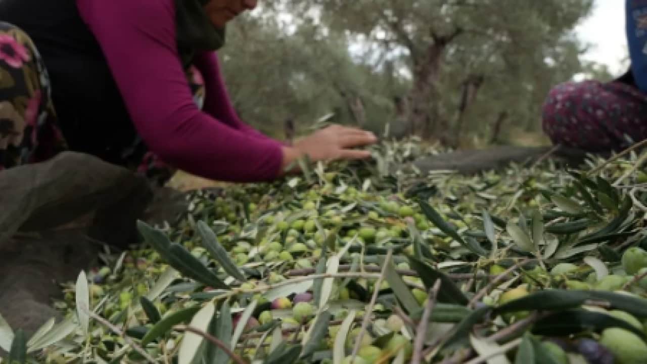 Foto - Uzmanlar tek tek anlattı! Zeytin üreticilerine uzmanlardan gelen kanser uyarısı: Büyük tehlike!