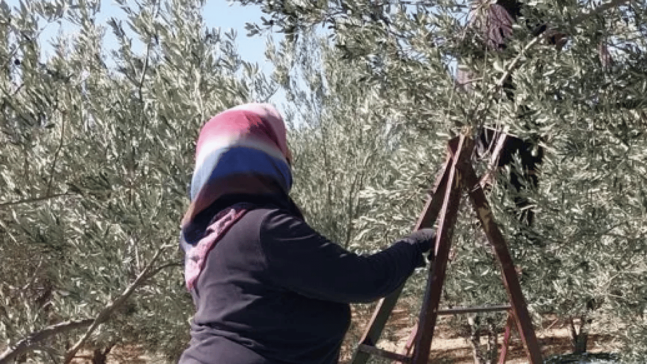 Foto - Uzmanlar tek tek anlattı! Zeytin üreticilerine uzmanlardan gelen kanser uyarısı: Büyük tehlike!