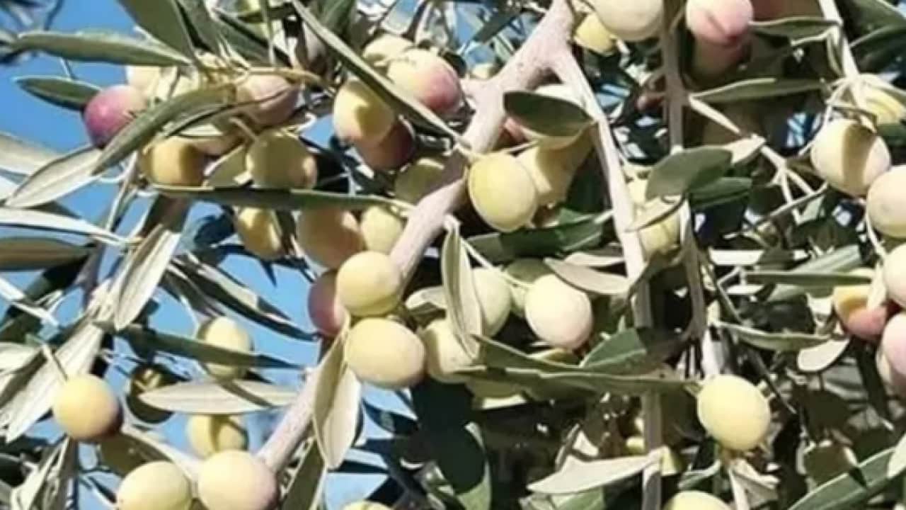 Foto - Uzmanlar tek tek anlattı! Zeytin üreticilerine uzmanlardan gelen kanser uyarısı: Büyük tehlike!