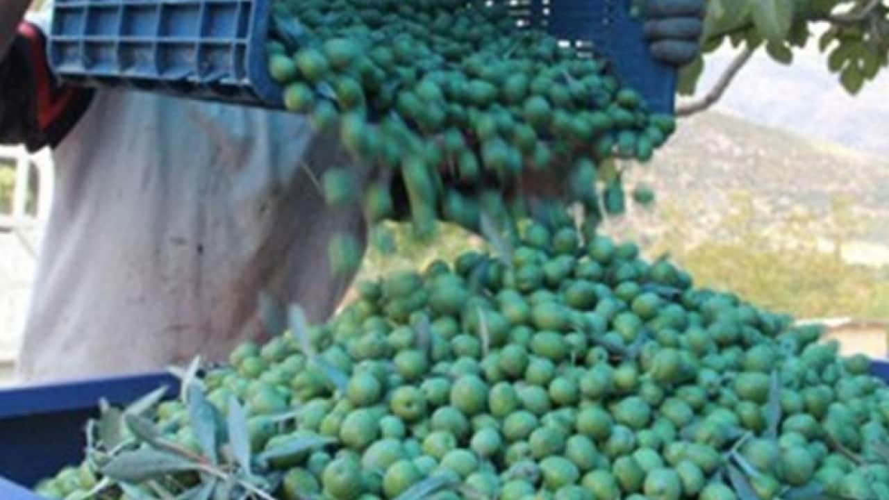 Foto - Uzmanlar tek tek anlattı! Zeytin üreticilerine uzmanlardan gelen kanser uyarısı: Büyük tehlike!