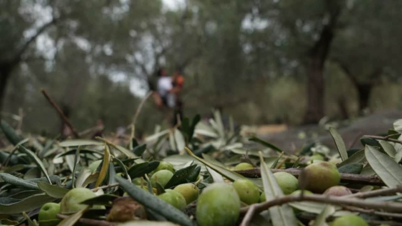 Foto - Uzmanlar tek tek anlattı! Zeytin üreticilerine uzmanlardan gelen kanser uyarısı: Büyük tehlike!