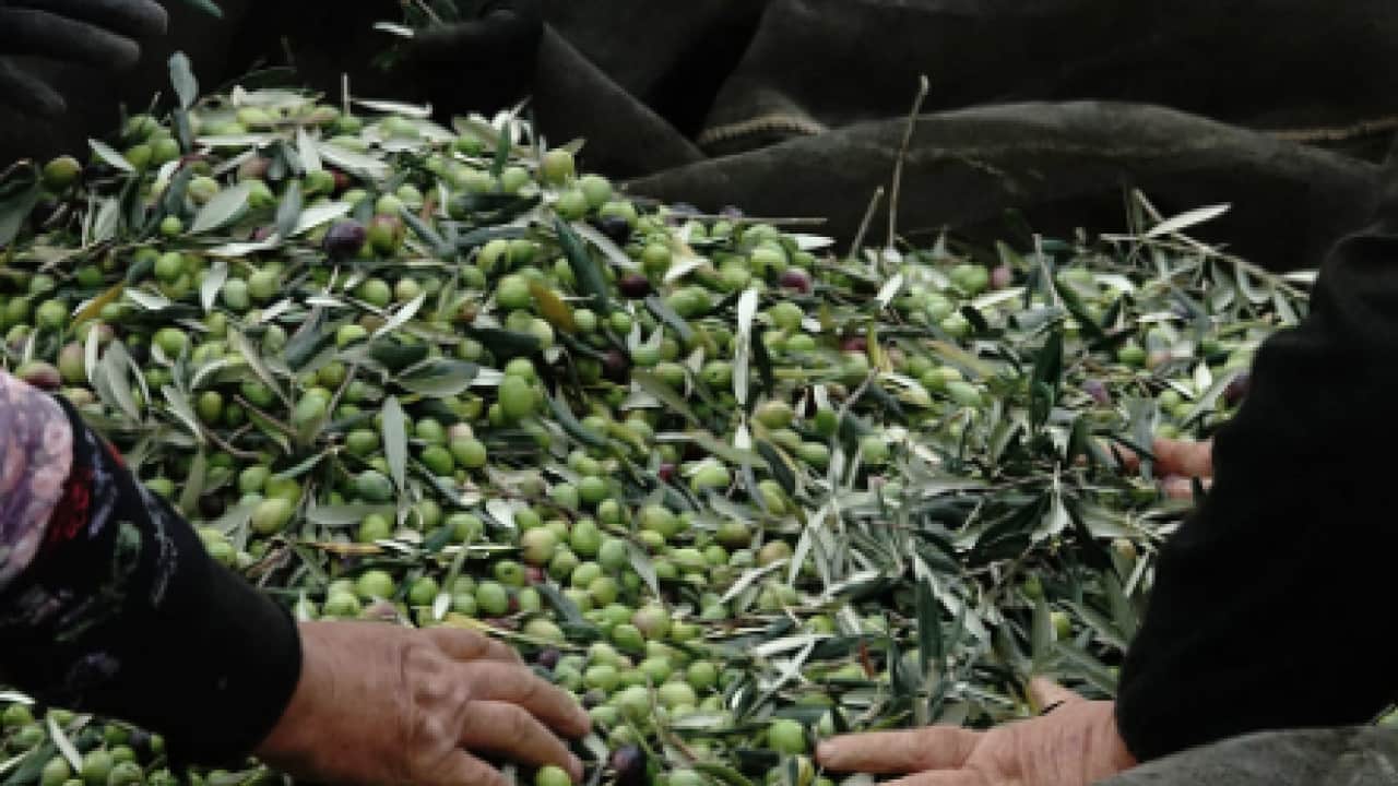 Foto - Uzmanlar tek tek anlattı! Zeytin üreticilerine uzmanlardan gelen kanser uyarısı: Büyük tehlike!