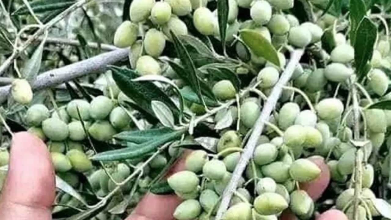 Uzmanlar tek tek anlattı! Zeytin üreticilerine uzmanlardan gelen kanser uyarısı: Büyük tehlike!