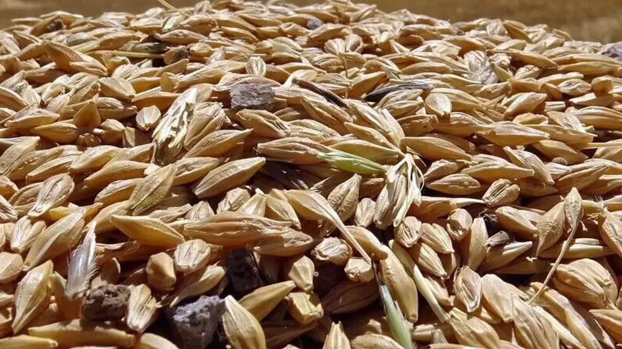 Foto - Uzun yaşamın gizli sırrı tahıl: Beslenme uyarısı, büyük tehlike! Mutlaka uzak dur paylaşımı
