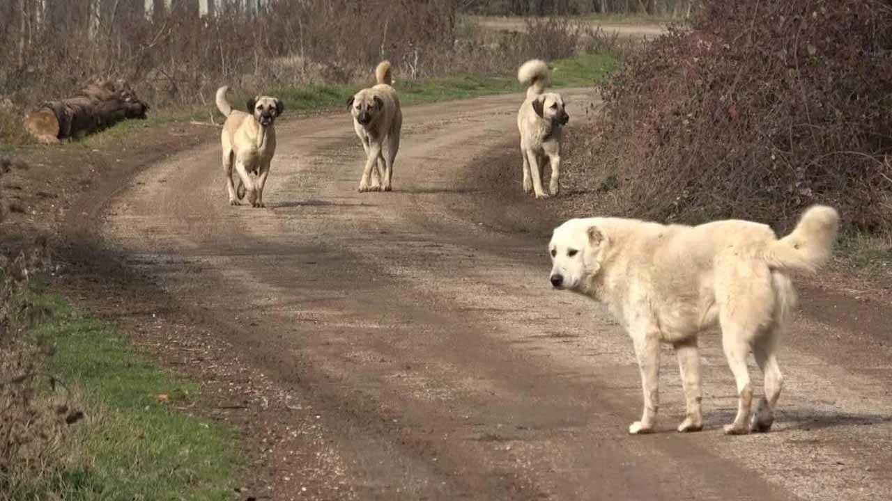 Foto - Valilik resmen duyurdu: Erzurum’da emsal sokak köpekleri kararı