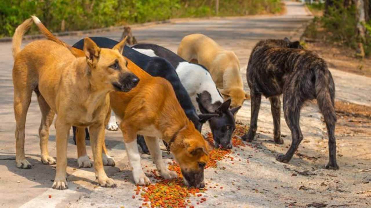 Foto - Valilik resmen duyurdu: Erzurum’da emsal sokak köpekleri kararı