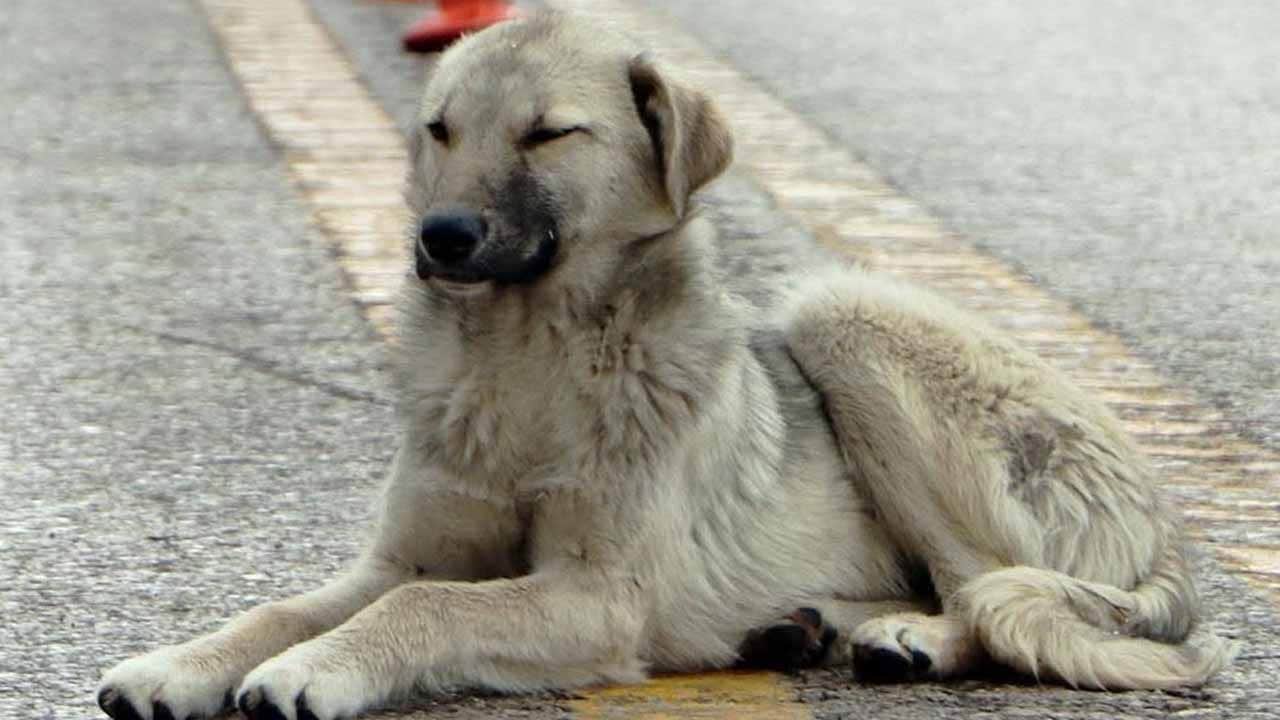 Foto - Valilik resmen duyurdu: Erzurum’da emsal sokak köpekleri kararı
