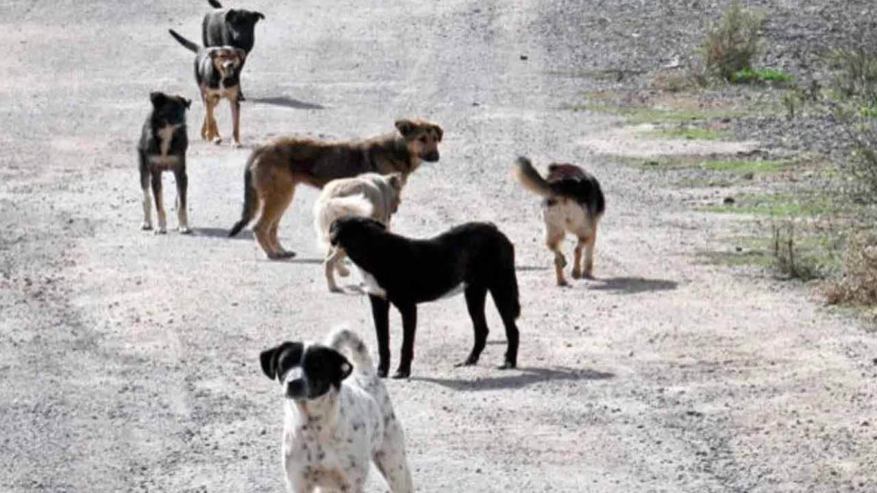 Foto - Valilik resmen duyurdu: Erzurum’da emsal sokak köpekleri kararı