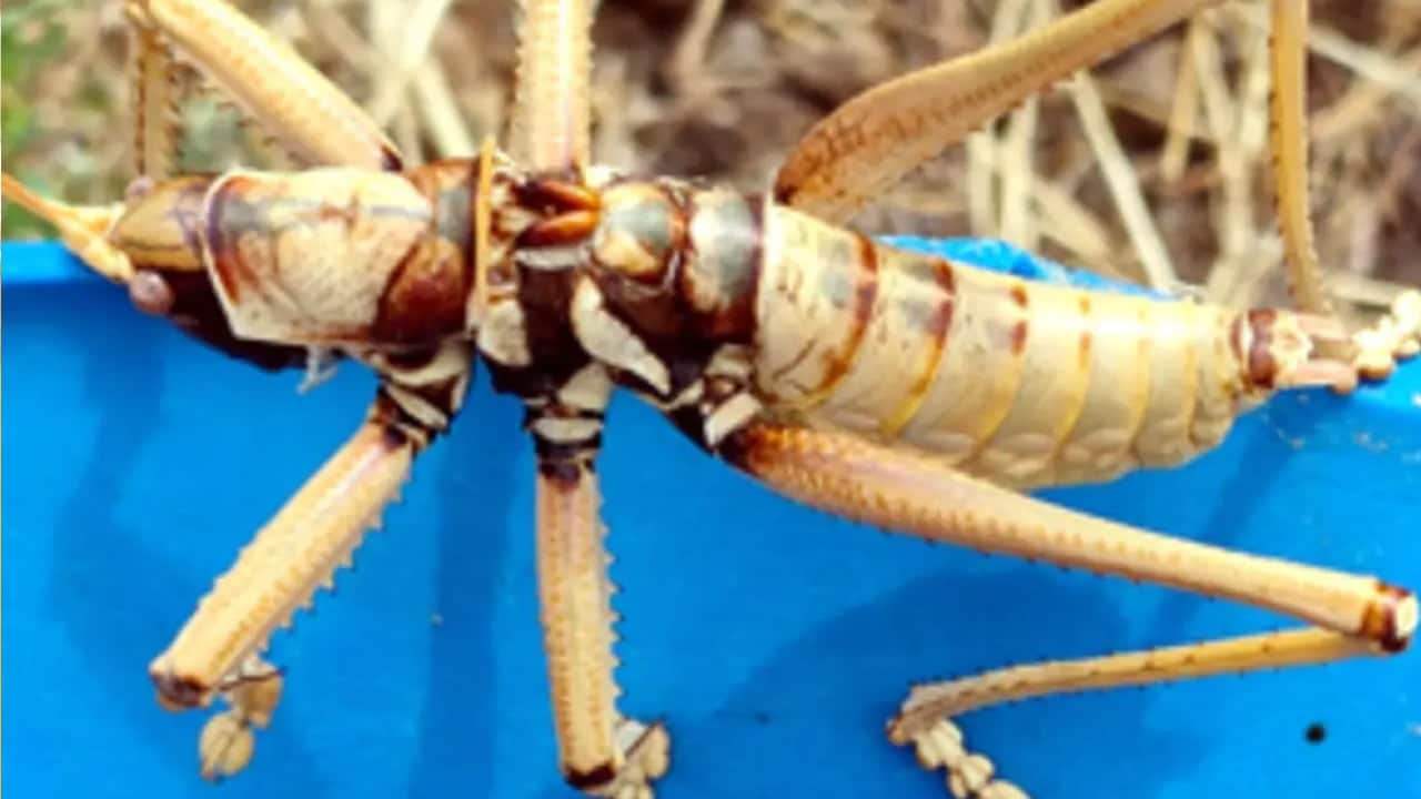 Foto - Van 'Zilan Yaylaları'nda dev çekirgeler: Ortaya çıkan dev canlıların sırrı belli oldu! Boyları 15 santimetre...