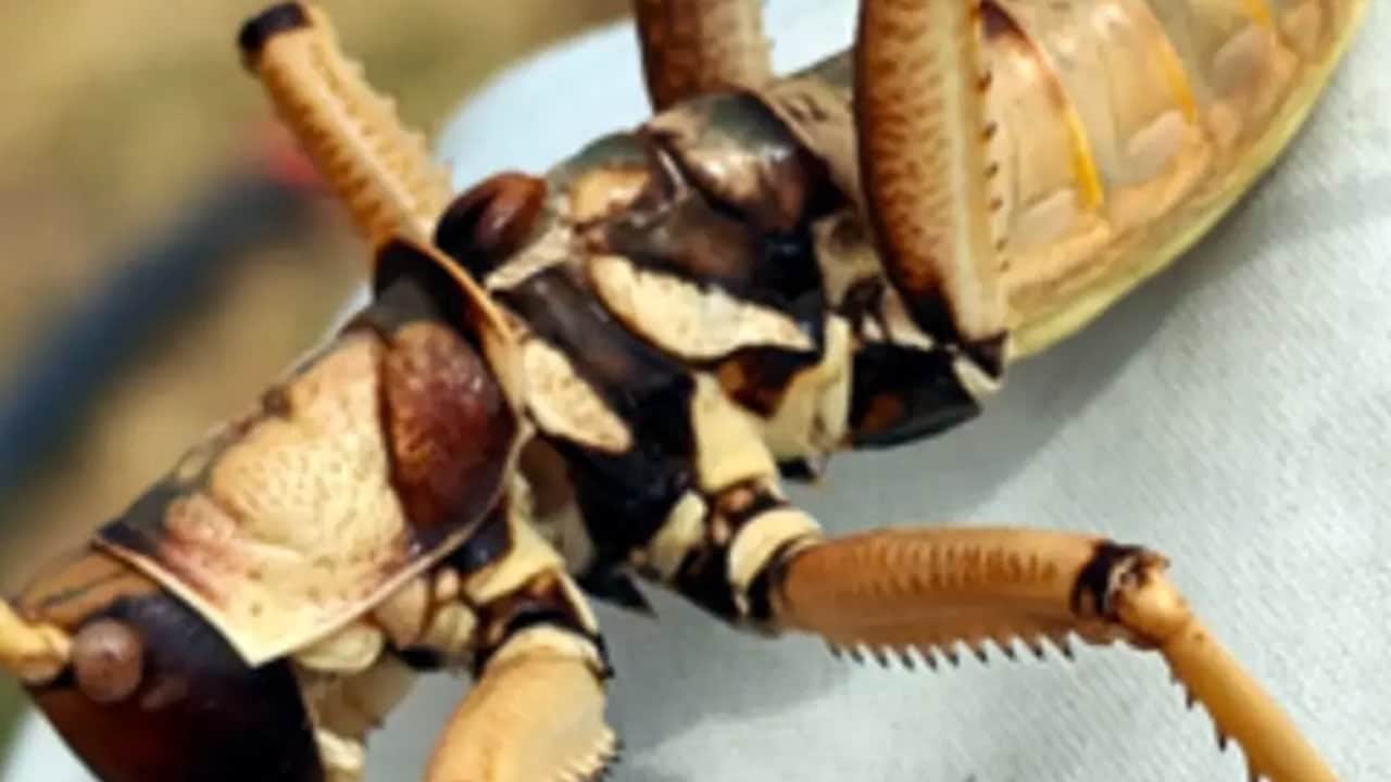 Foto - Van 'Zilan Yaylaları'nda dev çekirgeler: Ortaya çıkan dev canlıların sırrı belli oldu! Boyları 15 santimetre...