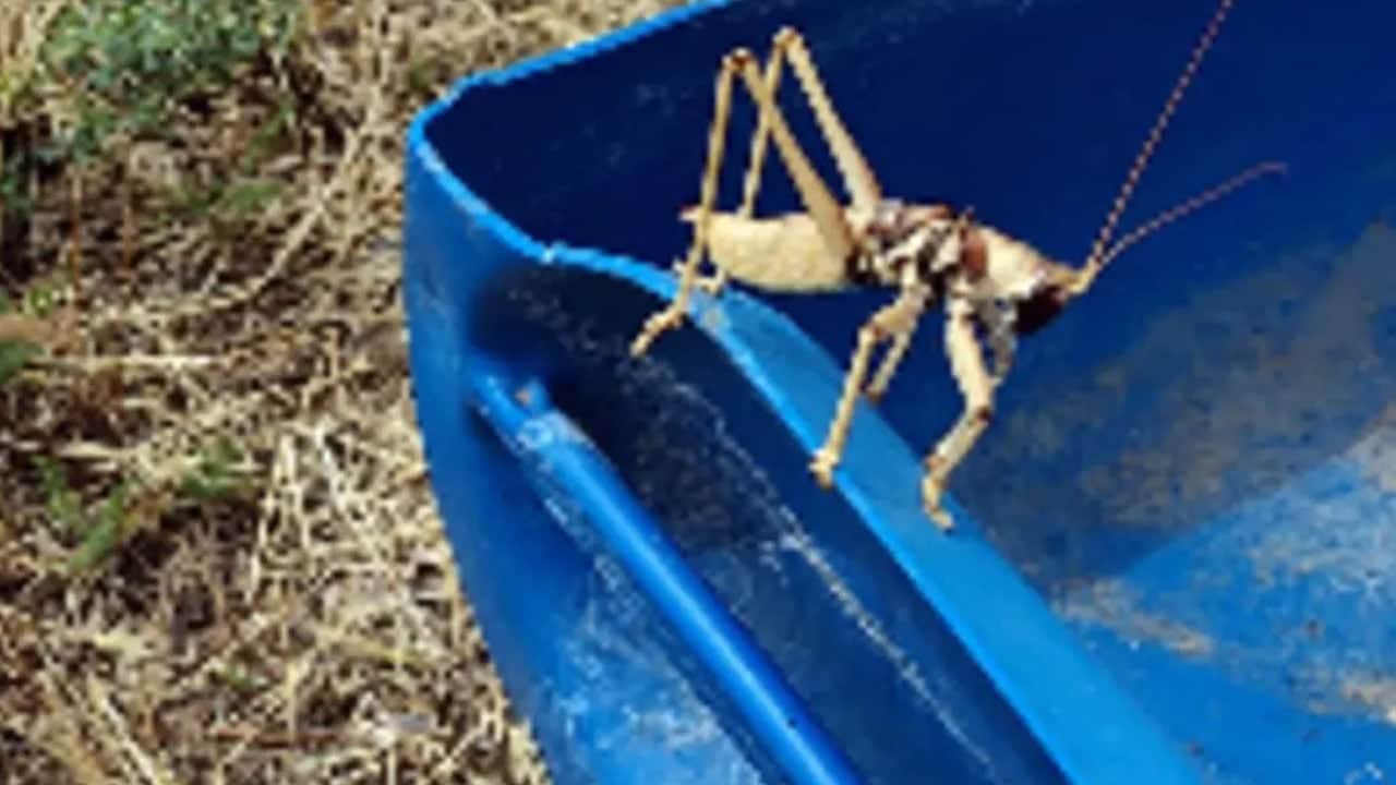 Foto - Van 'Zilan Yaylaları'nda dev çekirgeler: Ortaya çıkan dev canlıların sırrı belli oldu! Boyları 15 santimetre...