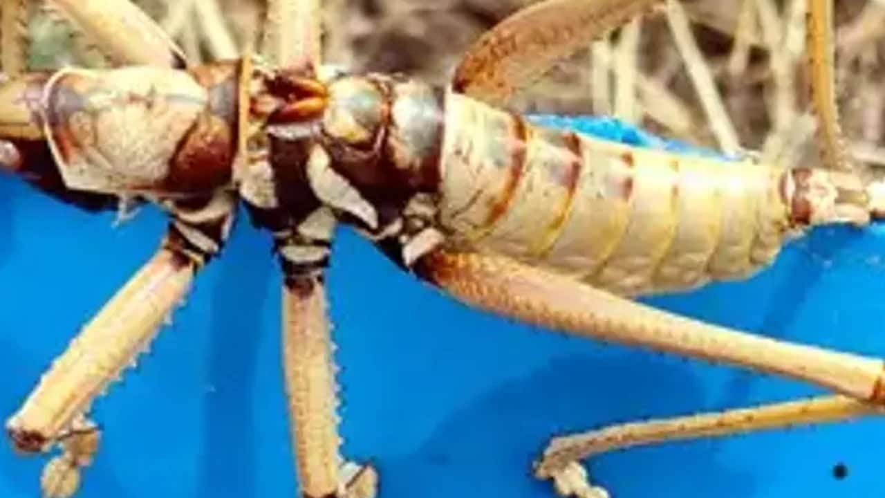 Van 'Zilan Yaylaları'nda dev çekirgeler: Ortaya çıkan dev canlıların sırrı belli oldu! Boyları 15 santimetre...