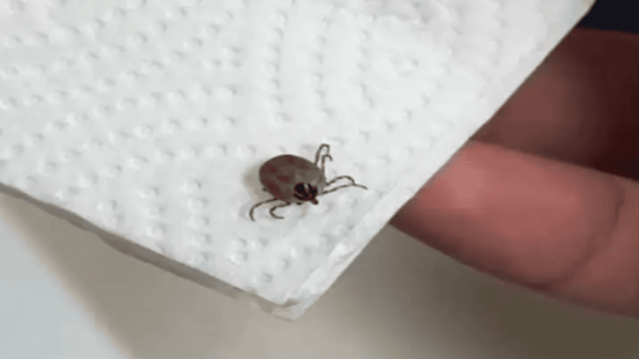 Foto - Verilmiş sadakası varmış: 5 yaşındaki çocuğun kulağından çıkan şok etti!