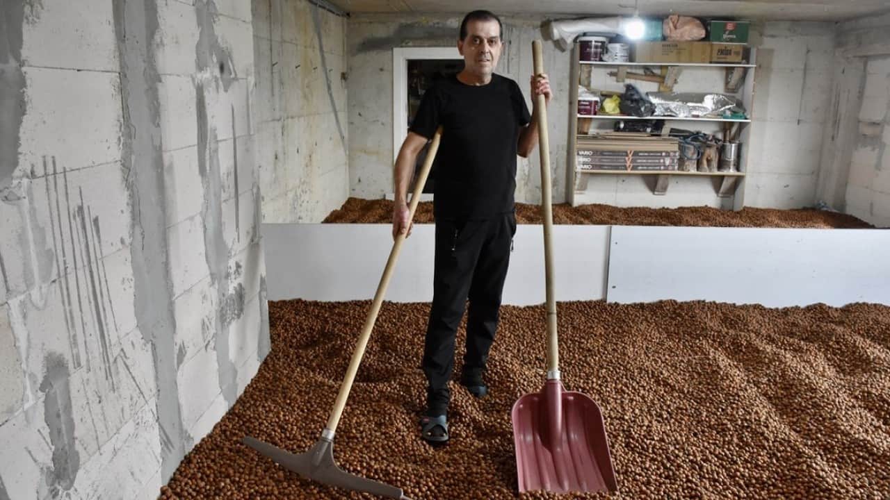 Foto - Yağmur durmayınca iş başa düştü! Fındığını yerden ısıtma sistemiyle kurutuyor