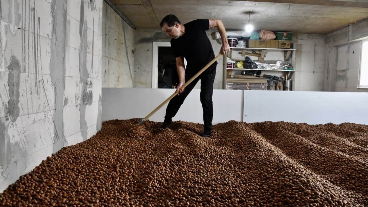 Yağmur durmayınca iş başa düştü! Fındığını yerden ısıtma sistemiyle kurutuyor