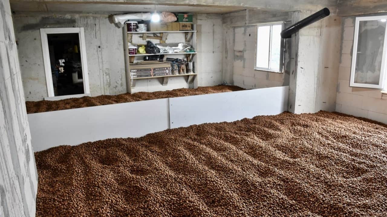 Foto - Yağmur durmayınca iş başa düştü! Fındığını yerden ısıtma sistemiyle kurutuyor