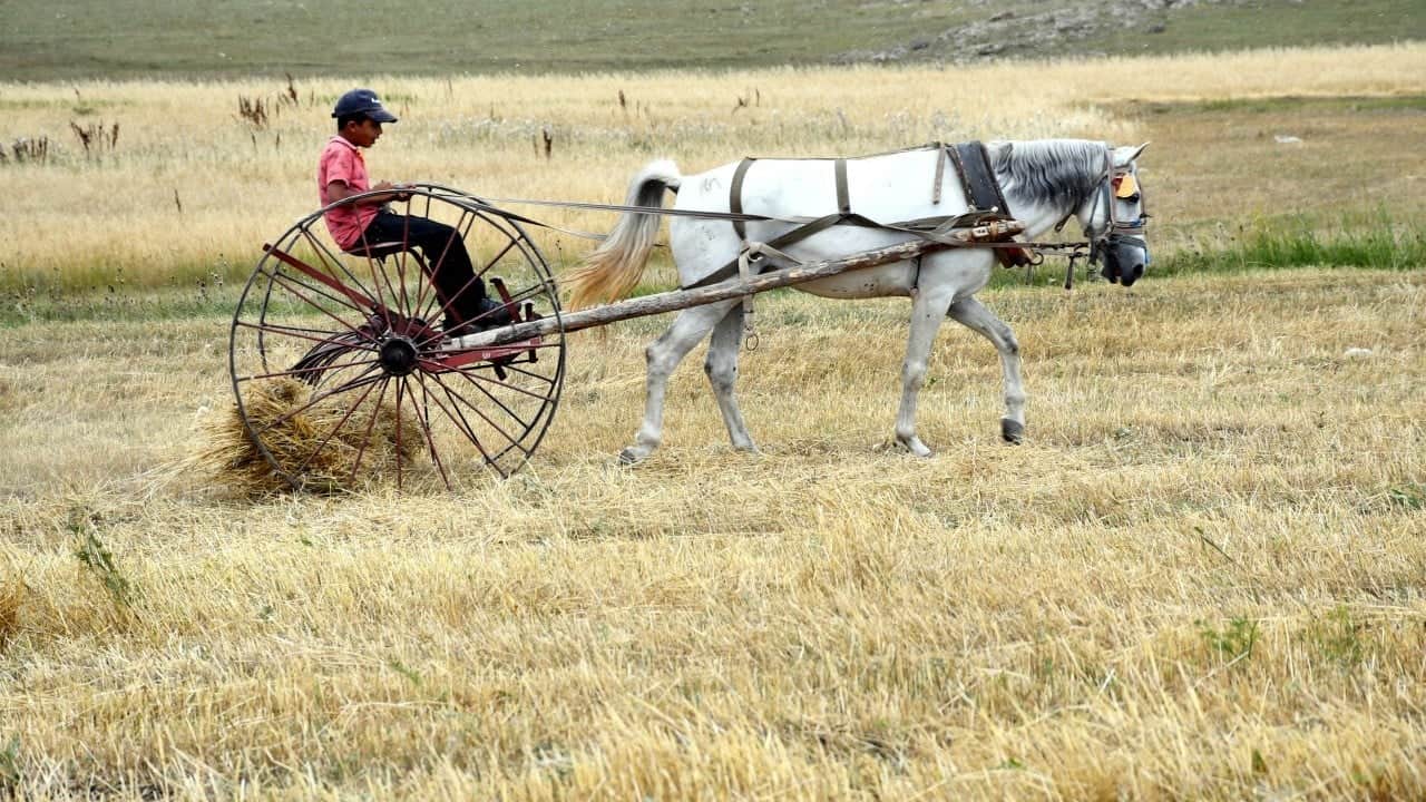 Foto - Yağmurlar bereket getirdi! Rekolte yüzde 60 arttı