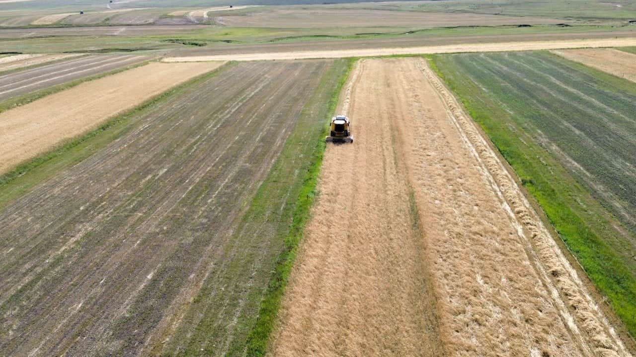 Yağmurlar bereket getirdi! Rekolte yüzde 60 arttı