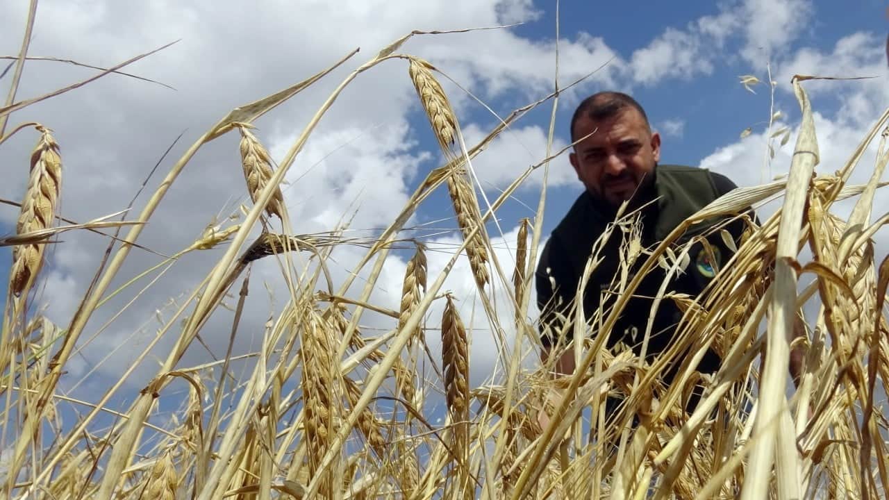Foto - Yağmurlar bereket getirdi! Rekolte yüzde 60 arttı