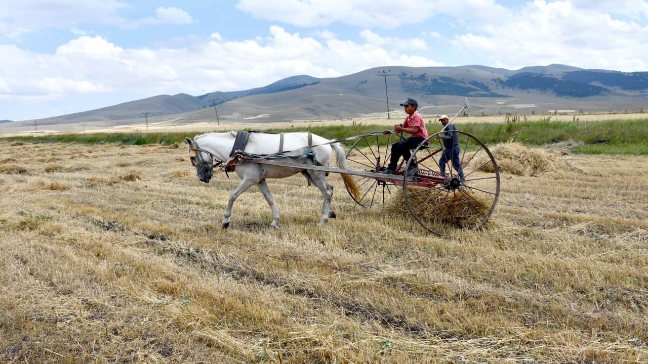 Foto - Yağmurlar bereket getirdi! Rekolte yüzde 60 arttı