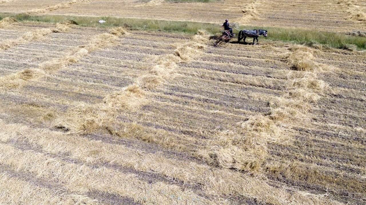 Foto - Yağmurlar bereket getirdi! Rekolte yüzde 60 arttı