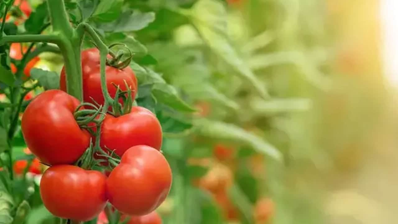 Foto - Domates seçerken iki kere düşünün: Bu yanlış seçim tamamen hata... Yanlış biliniyor... 