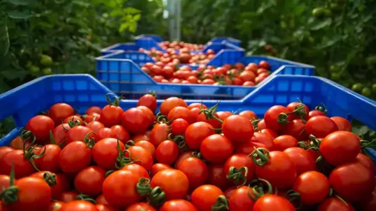 Domates seçerken iki kere düşünün: Bu yanlış seçim tamamen hata... Yanlış biliniyor... 