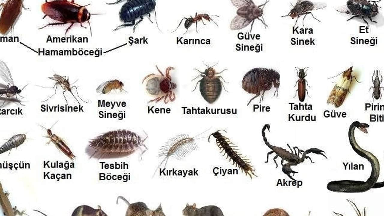 Foto - Yanlış duymadınız! Bit uçan veya zıplayan bir canlı değildir! Günde 1 doğru tedbir almalıyız... Bu hatayı yapmayın