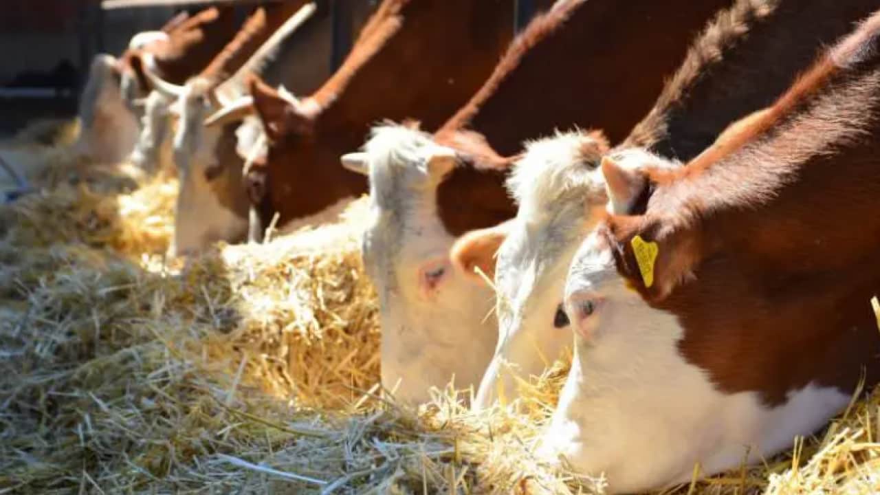 Foto - Yapamazsın sözlerine aldırış atmedi: Bu iş için memurluğu bıraktı!