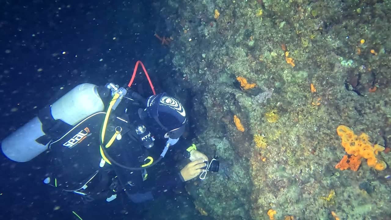 Foto - Yapay resifler göz kamaştırıyor! Saros’un altında yeni bir dünya 
