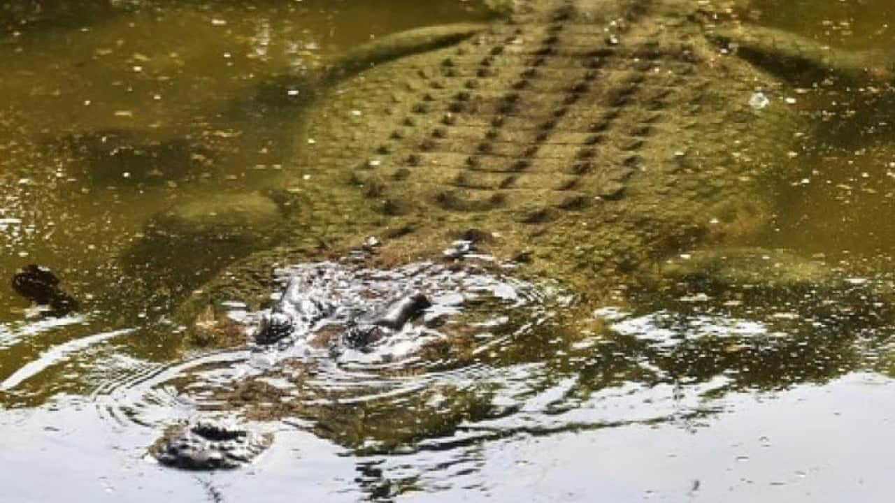 Foto - Yapay zekâyla sahte timsah görüntüsü oluşturdu! Şimdi hapis cezasıyla karşı karşıya