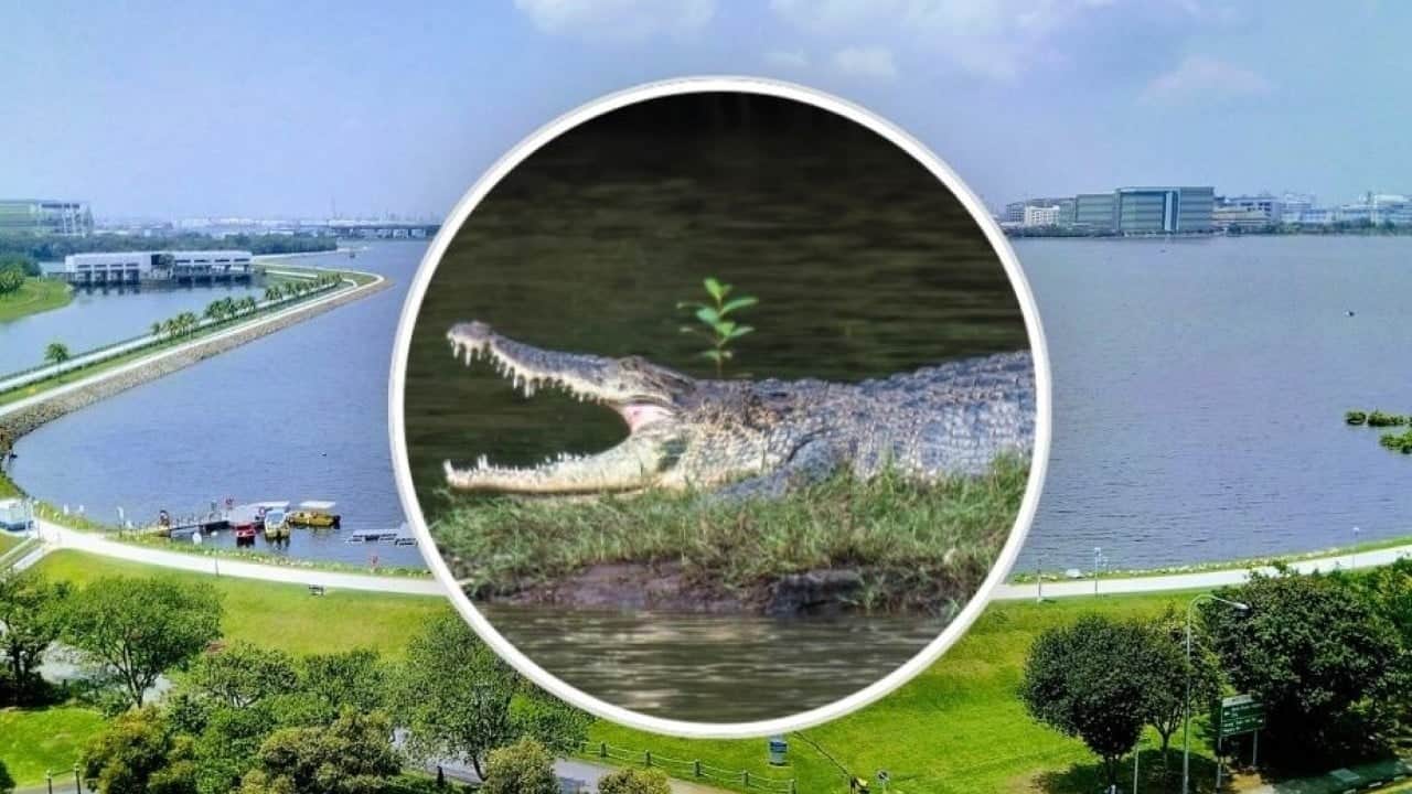 Foto - Yapay zekâyla sahte timsah görüntüsü oluşturdu! Şimdi hapis cezasıyla karşı karşıya