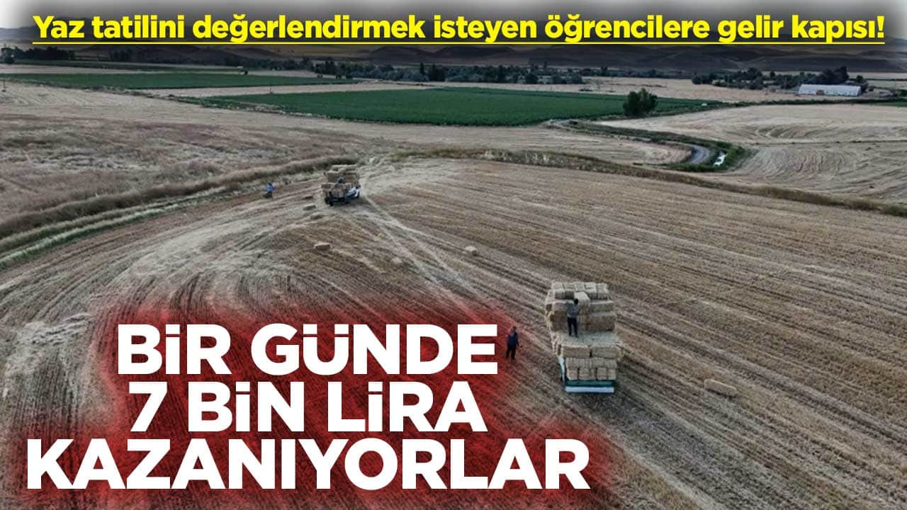 Yaz tatilini değerlendirmek isteyen öğrencilere gelir kapısı! Bir günde 7 bin lira kazanıyorlar