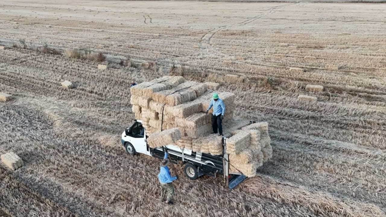 Foto - Yaz tatilini değerlendirmek isteyen öğrencilere gelir kapısı! Bir günde 7 bin lira kazanıyorlar
