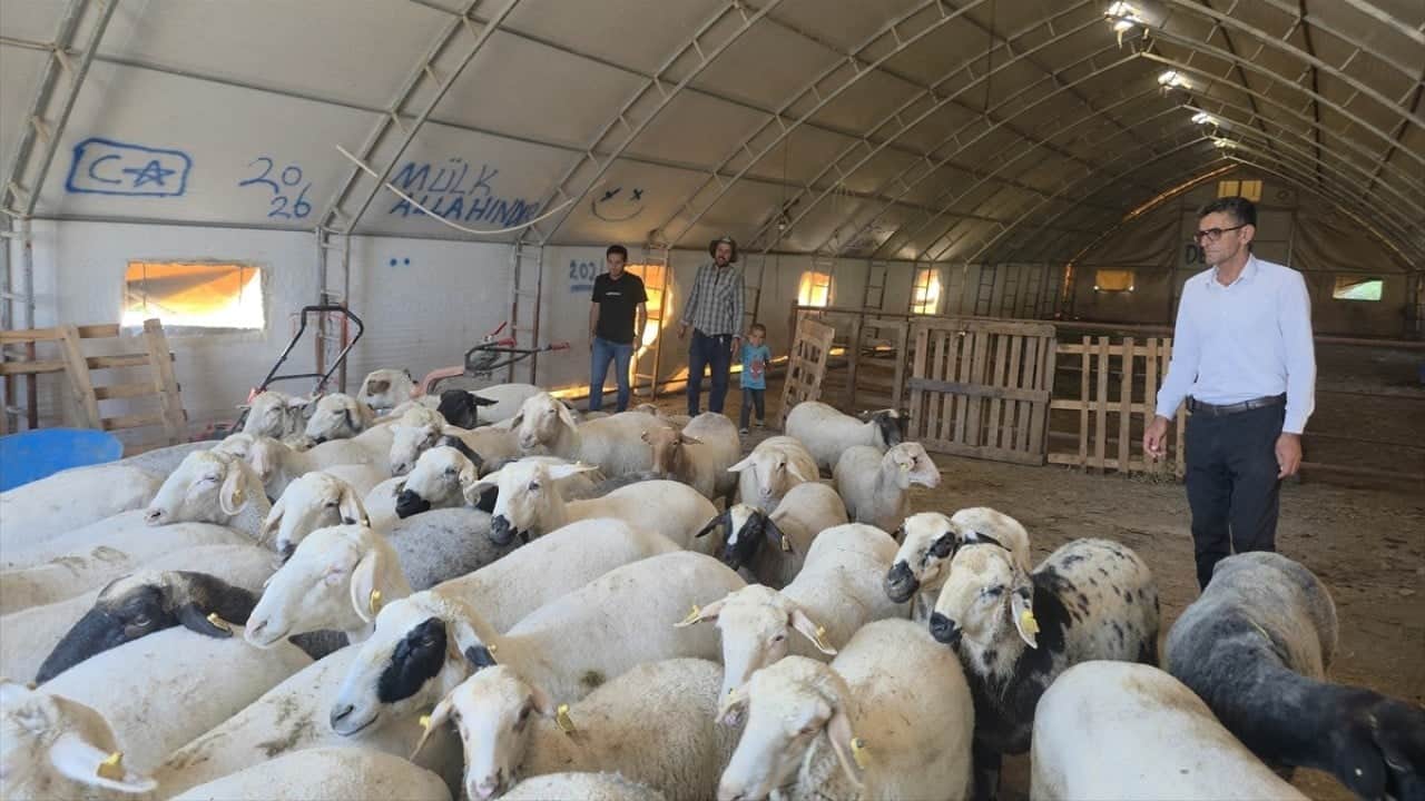 Foto - Yazın serin kışın sıcak! Besici rahat Hayvanlar mutlu