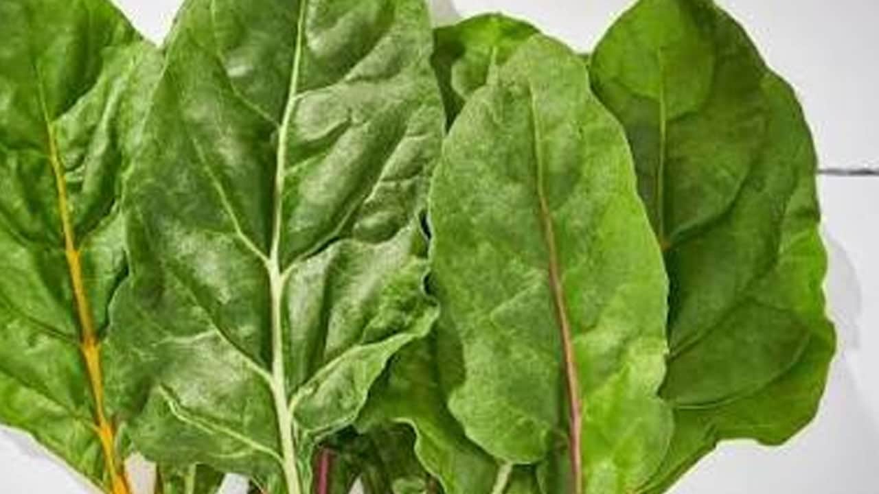  Yemek listesinde en besleyici arasında pazı seçildi ama bebek için tehlike büyük! Uzmanlar uyardı