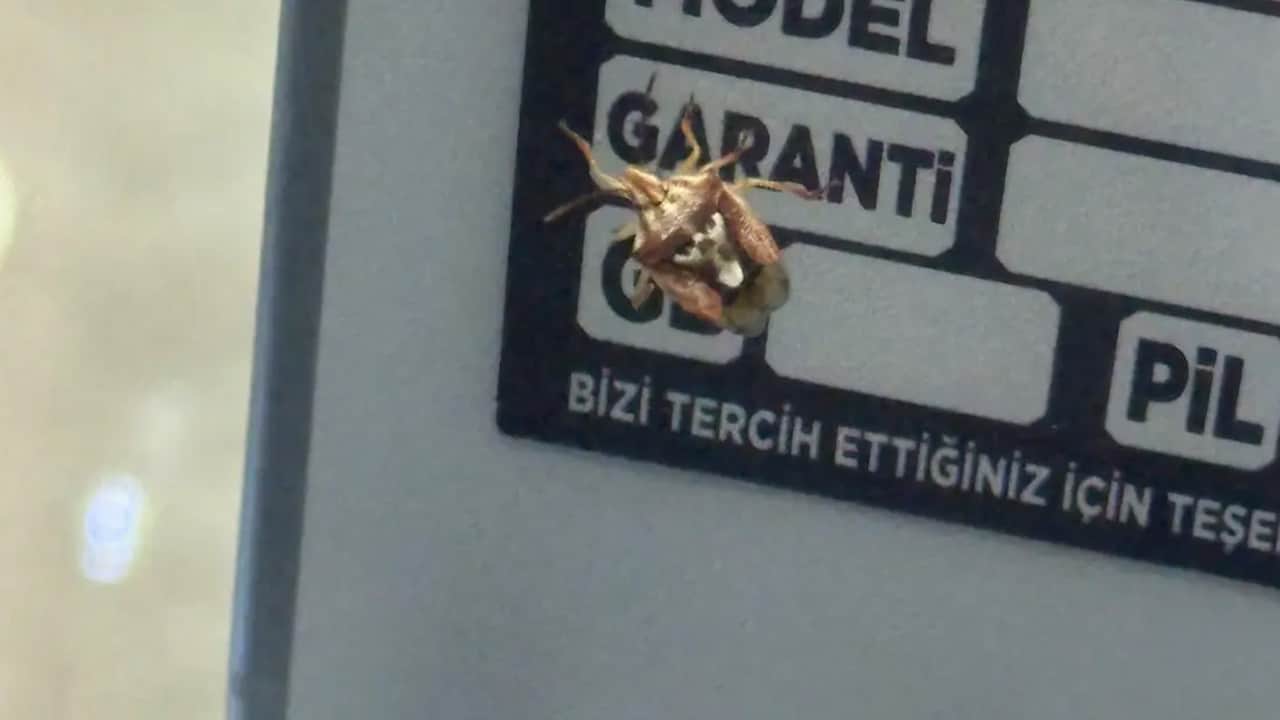 Yer Diyarbakır: Böylesi ilk defa görüldü: Böceğin sırtında iki göz var! Görenleri hayrete düşürdü