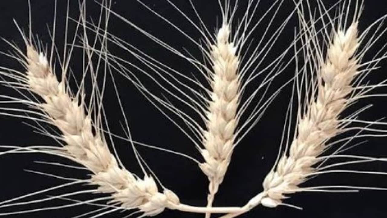 Foto - Yerli buğday ‘PARLA’ tanıtıldı