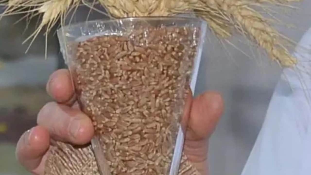 Foto - Yerli buğday ‘PARLA’ tanıtıldı