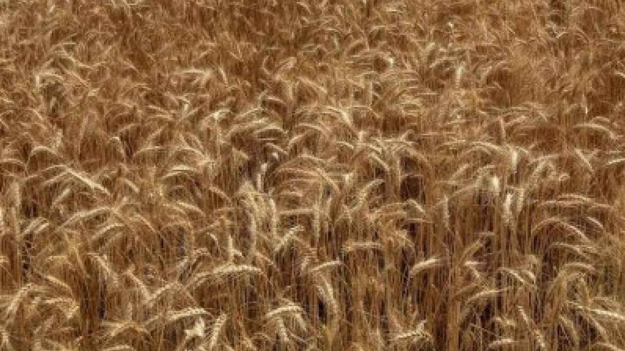 Foto - Yerli buğday ‘PARLA’ tanıtıldı